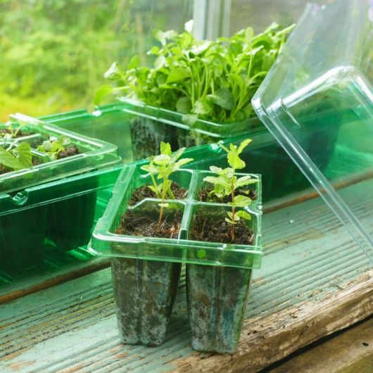 Gro-Sure Visiroot Windowsill Propagator Set