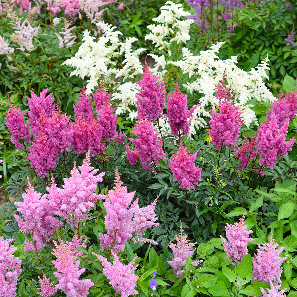 Astilbe