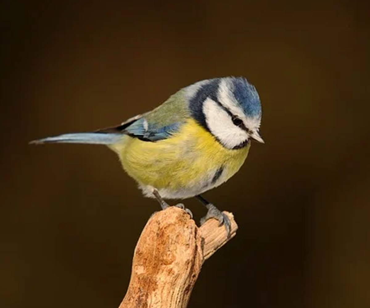 blue tit