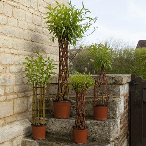 Braided Salix 