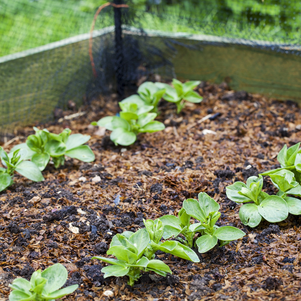 Broad bean