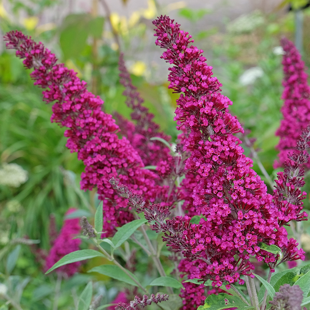 Buddleja