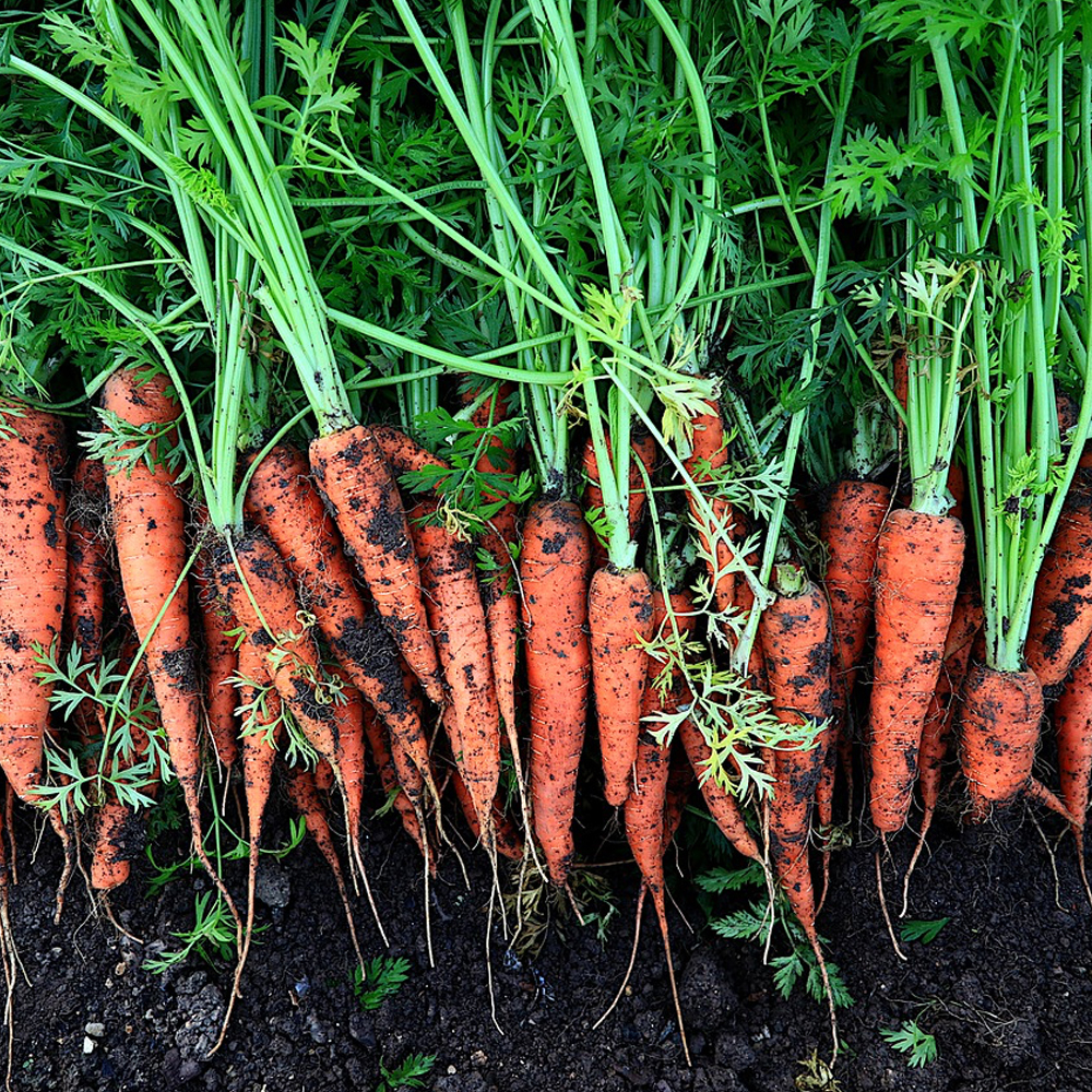 Carrot Harvest