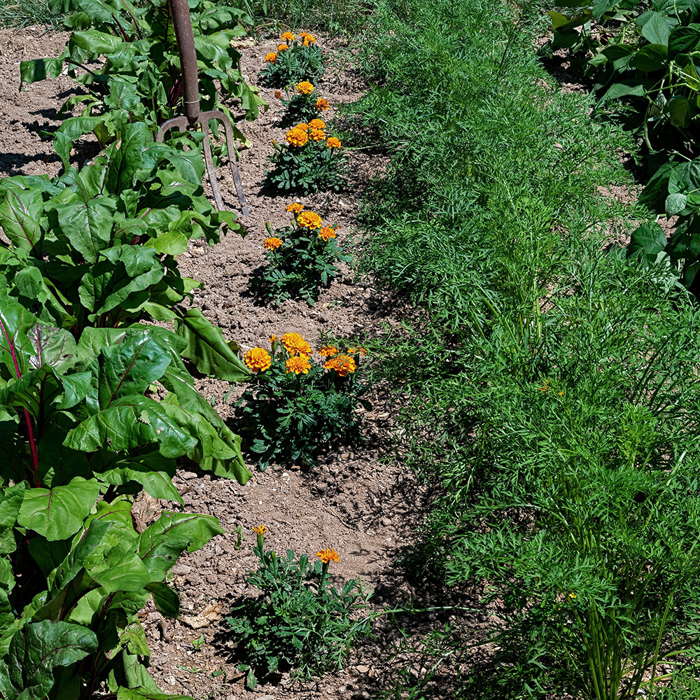 Marigold companion plant