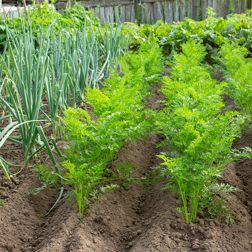 Onions companion plant