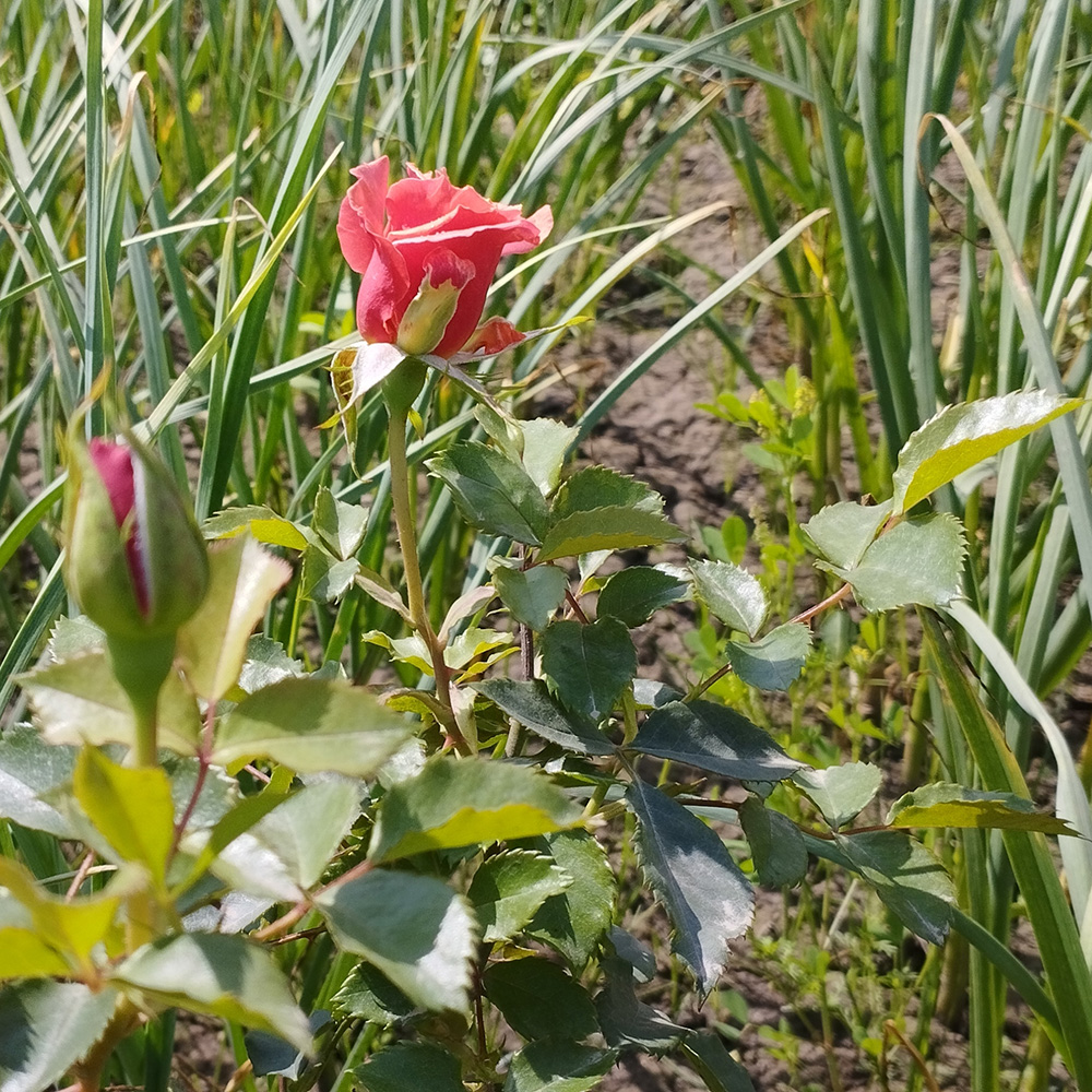 Garlic & Rose companion planting