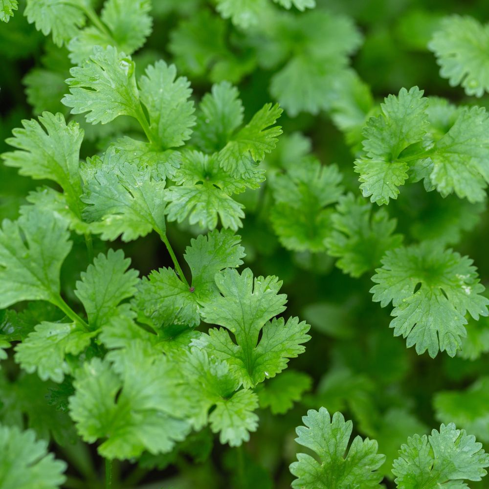 Coriander