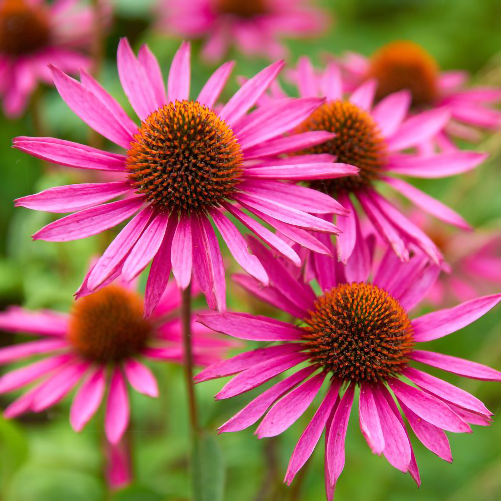 Echinacea