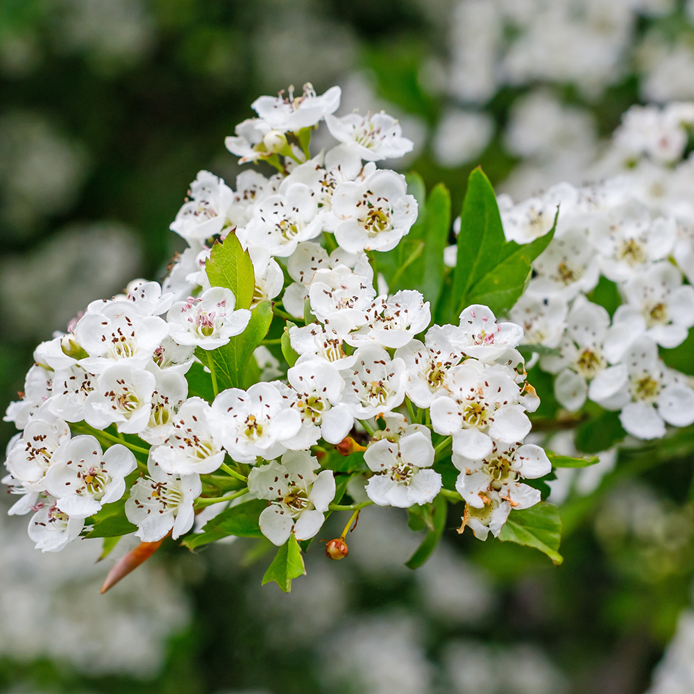 Hawthorn