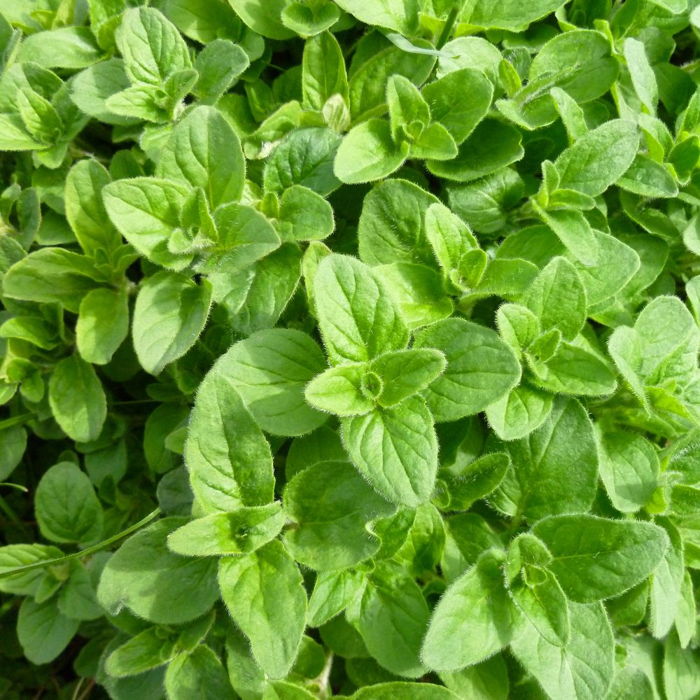 Oregano