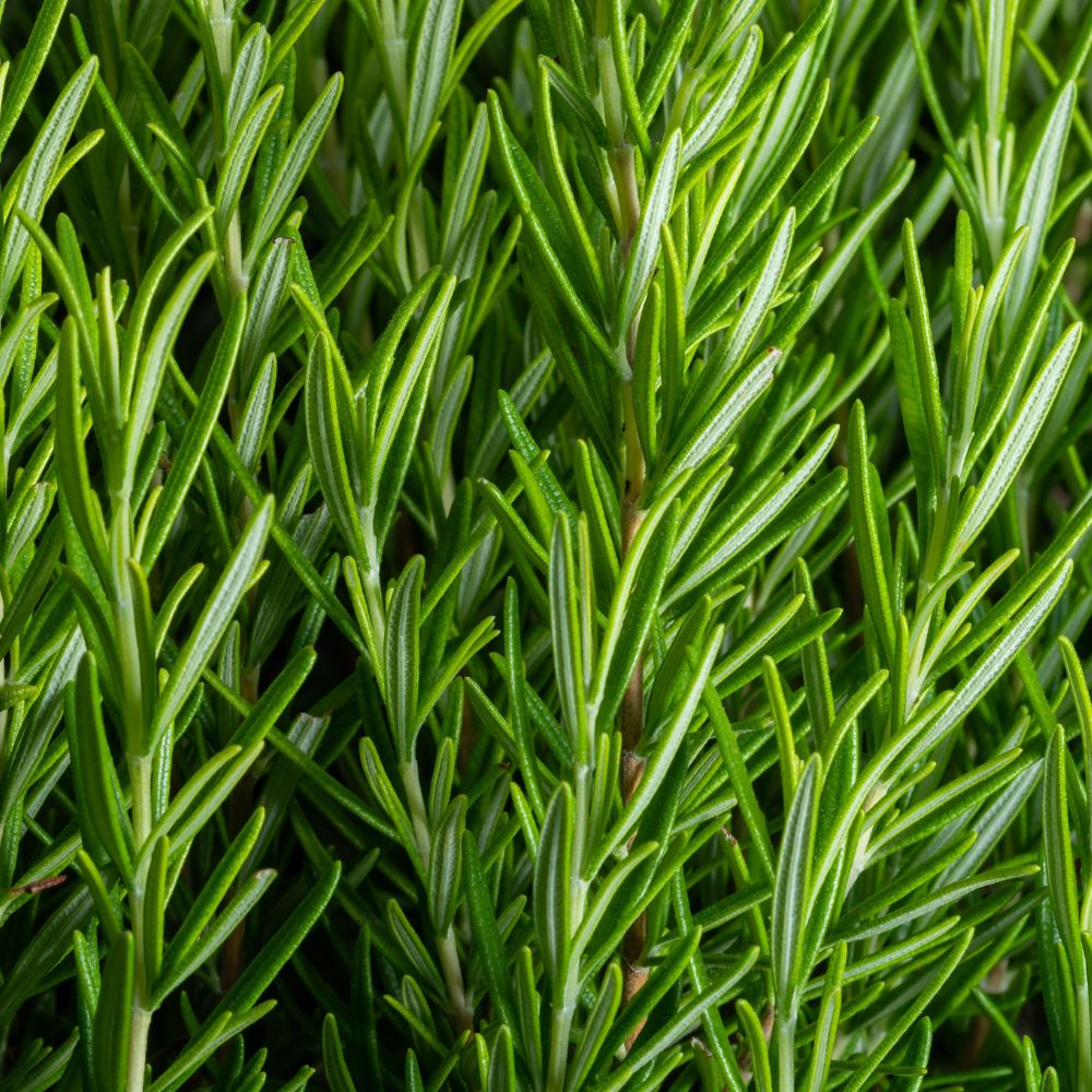 Rosemary