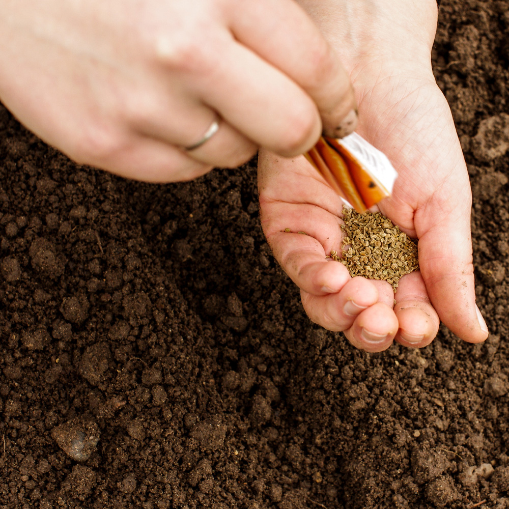 Sowing Carrot Seeds