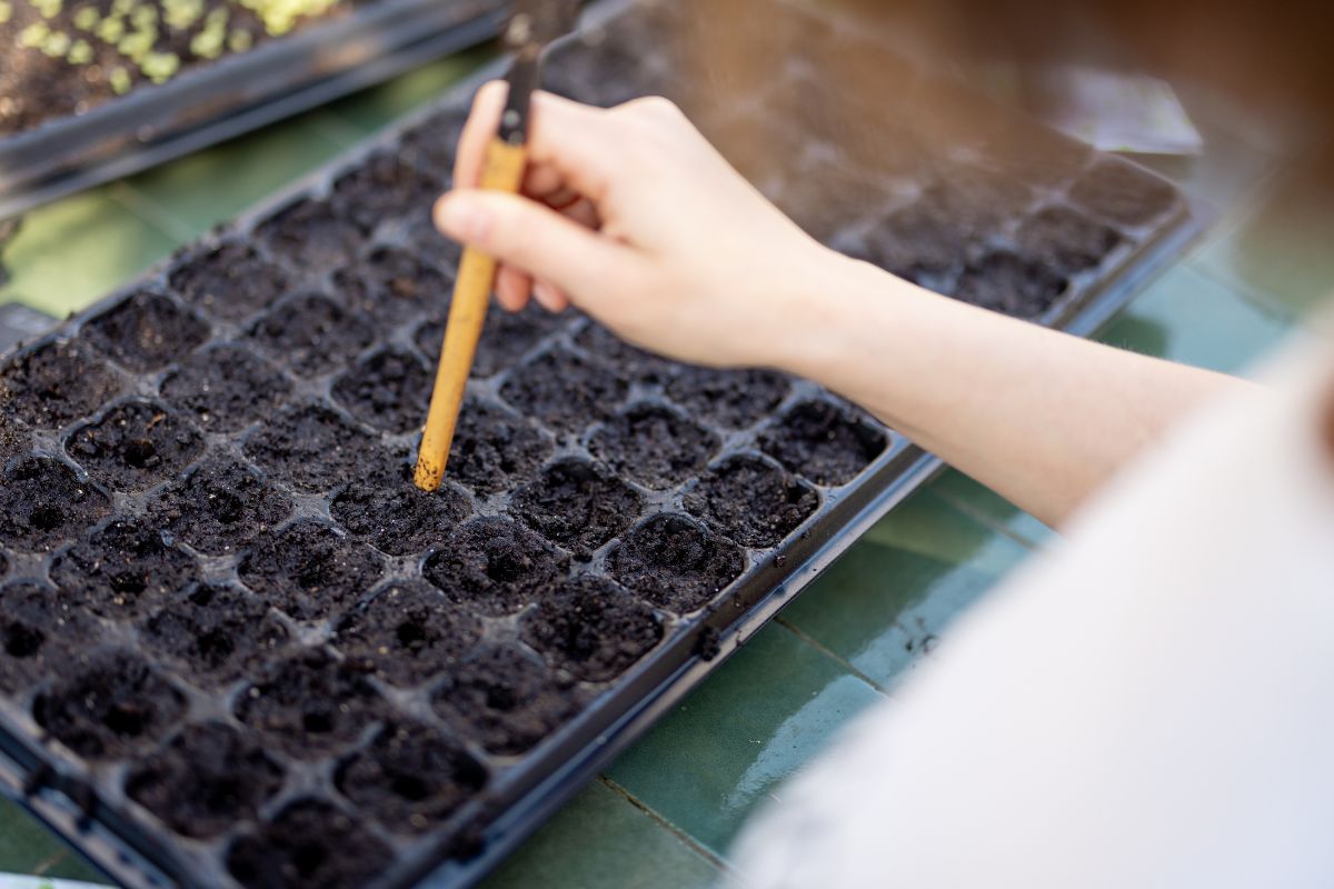 Sowing Seeds 