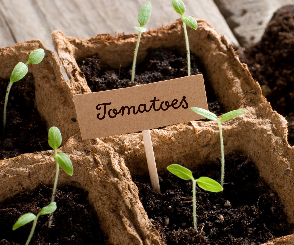 Tomato seedlings