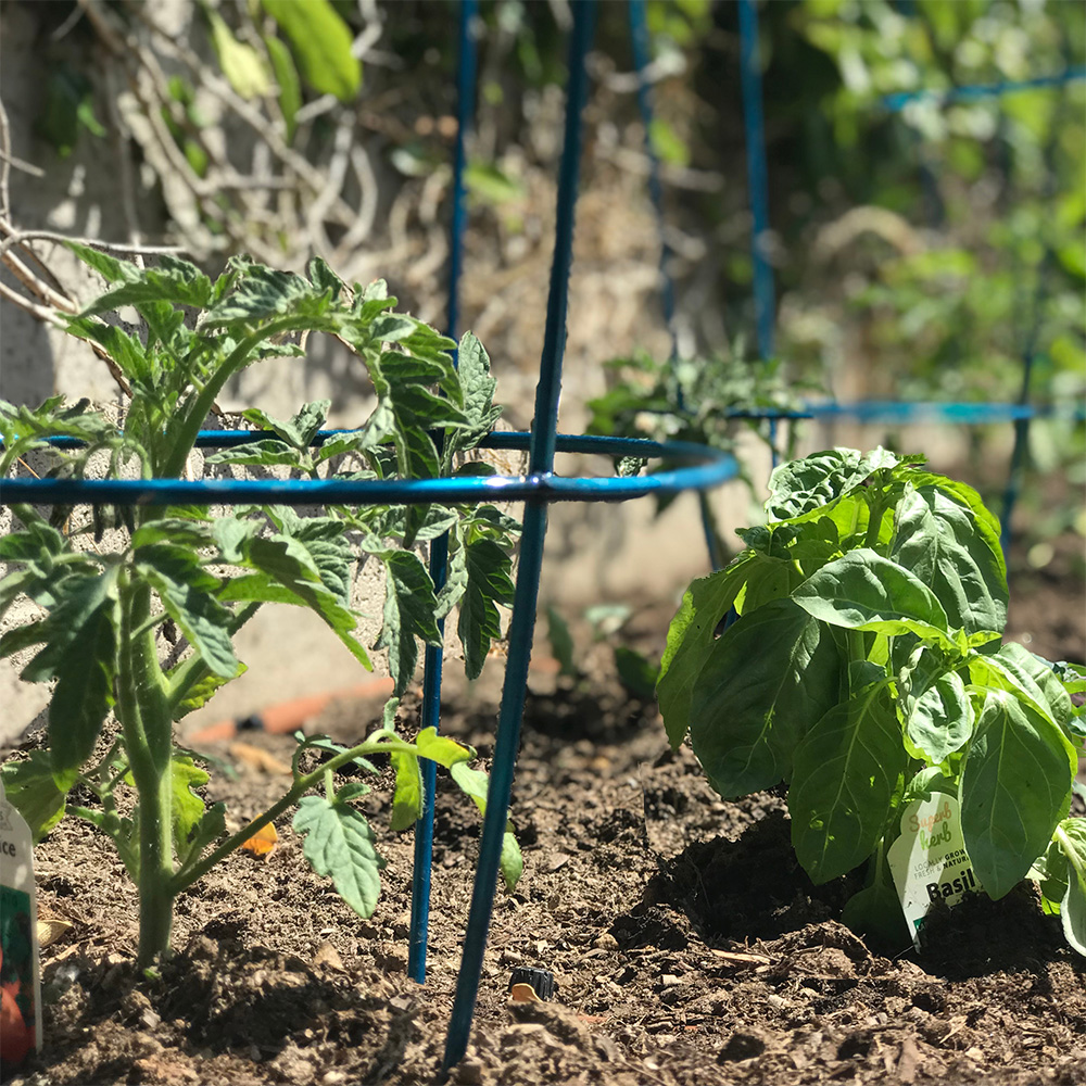 Tomatoes & Basil