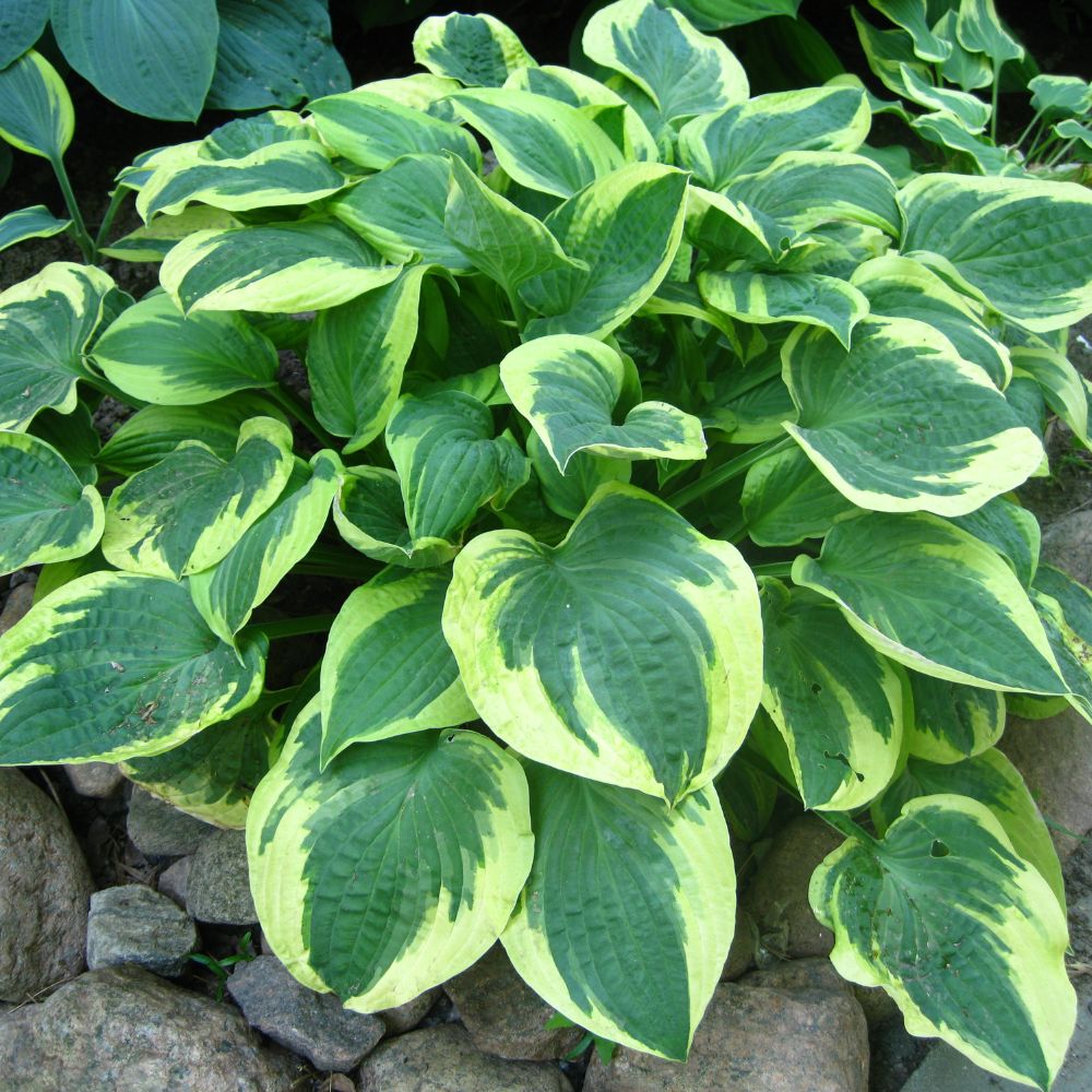 Variegated