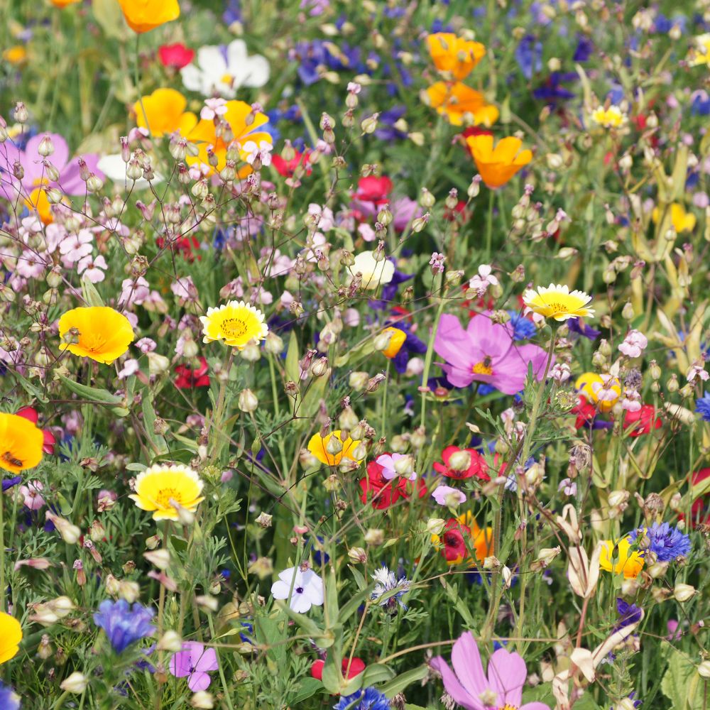 Wildflowers