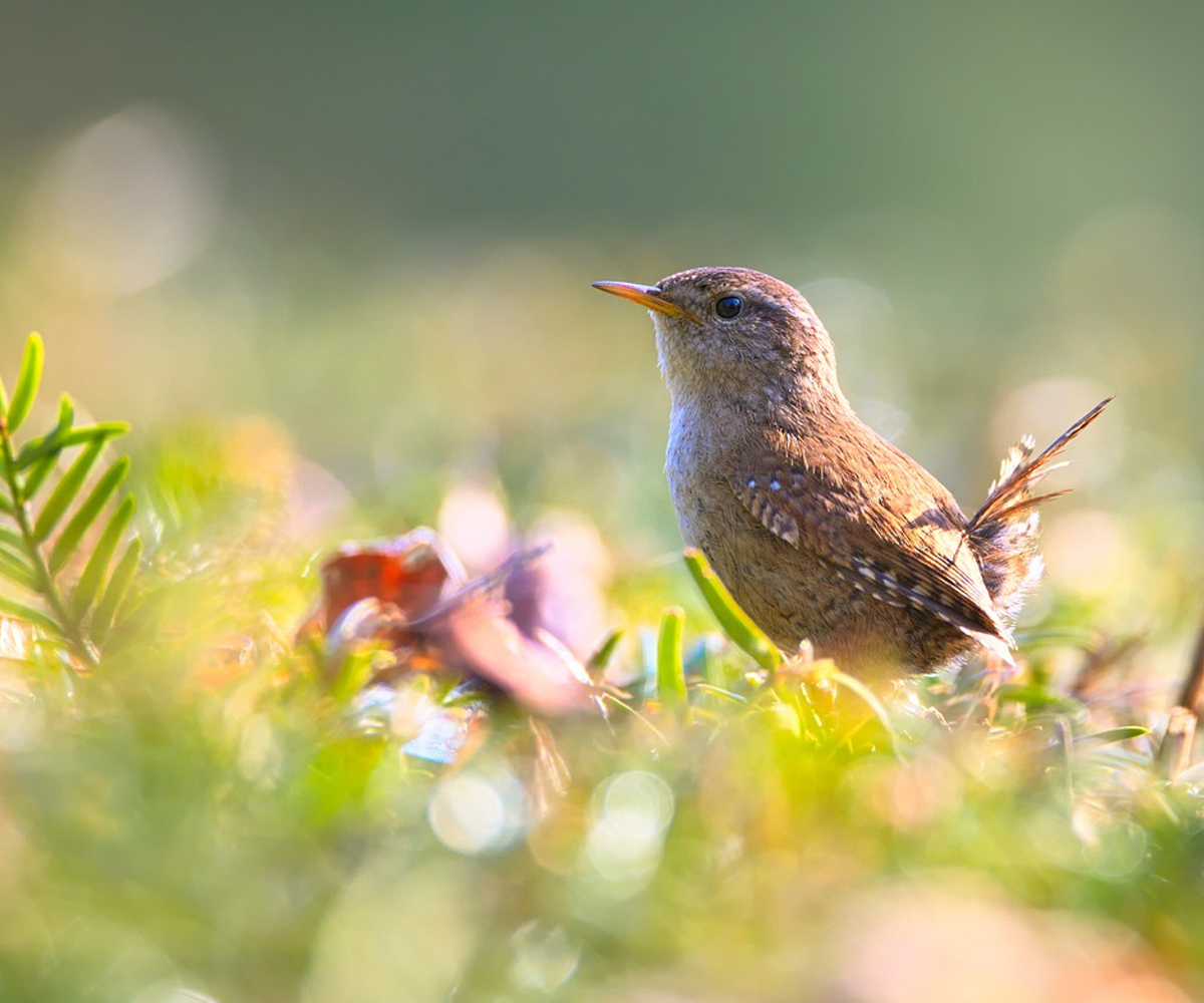 Wren